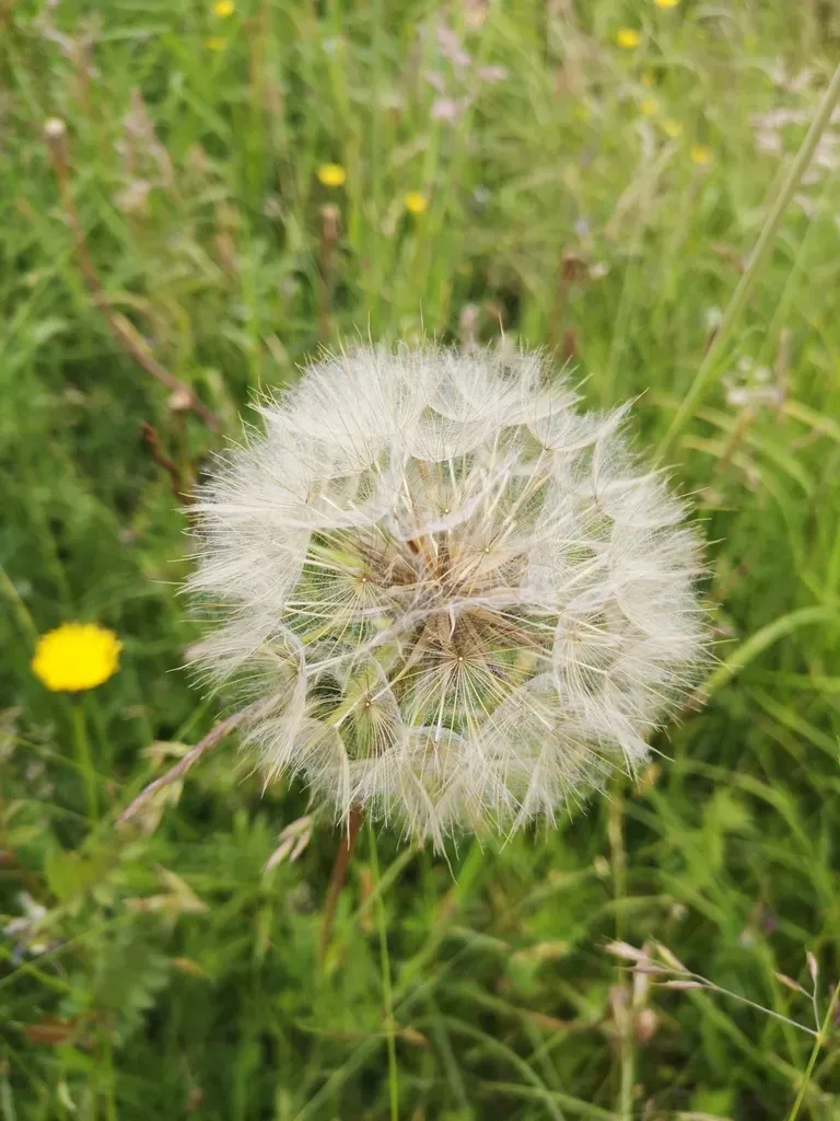Meadow Goat's Beard
