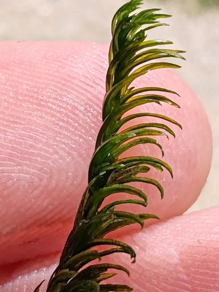 Cinclidotus Aquaticus