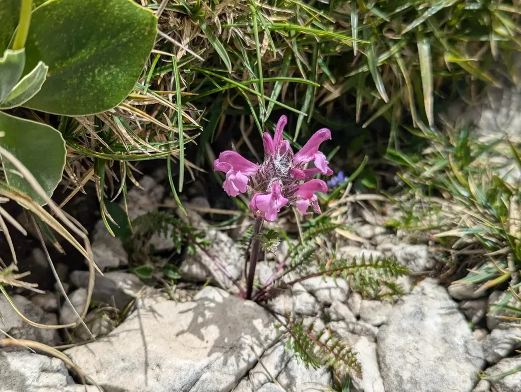 Pink Lousewort