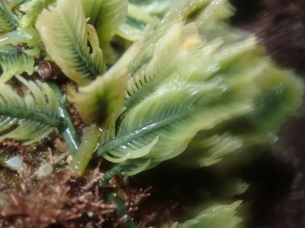 Green Feather Algae