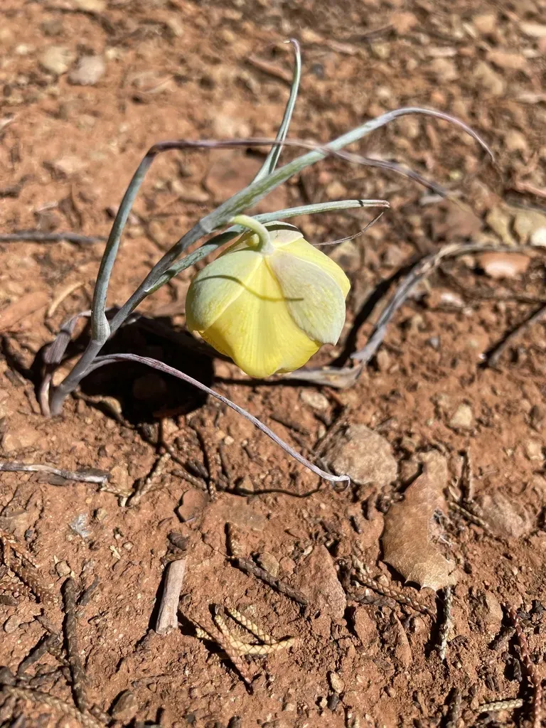 Cedars Mariposa Lily