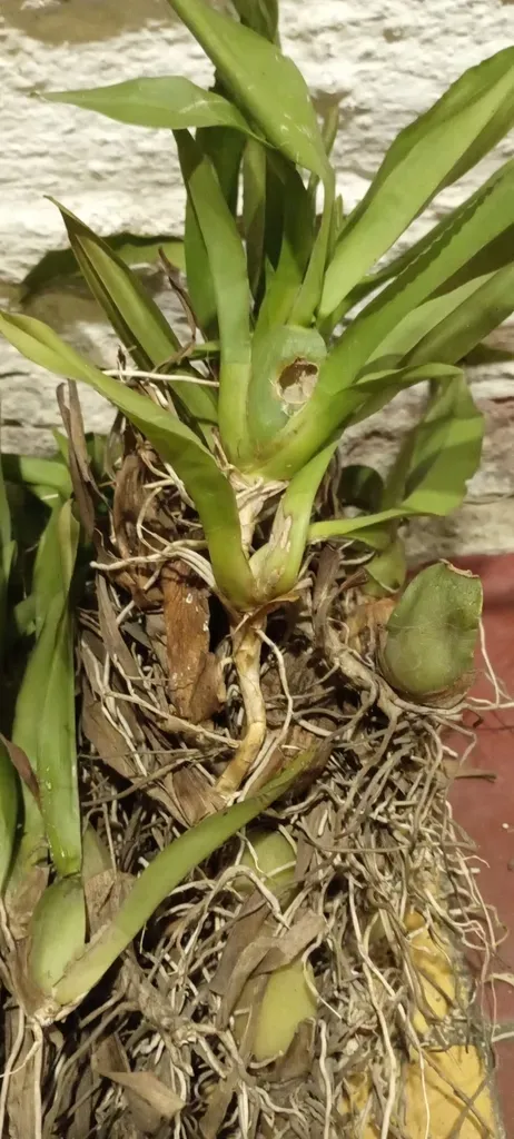 Dancing Ladies Orchid