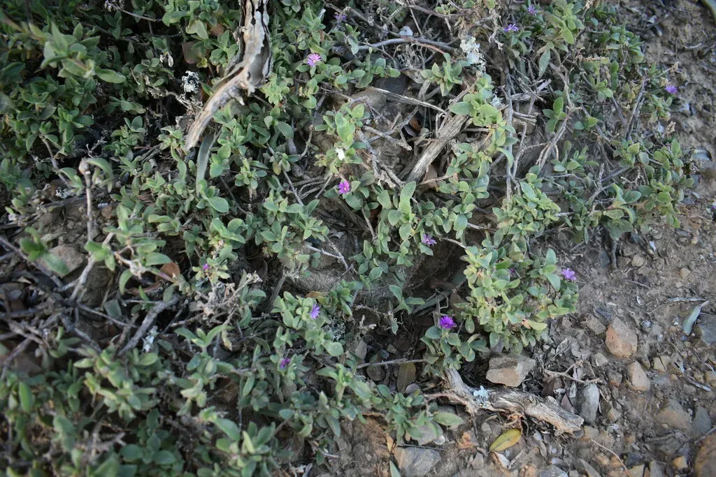Delosperma Platysepalum