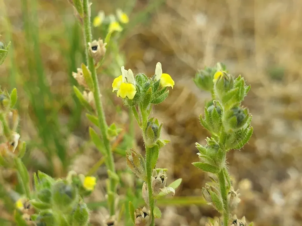 Sand Toadflax