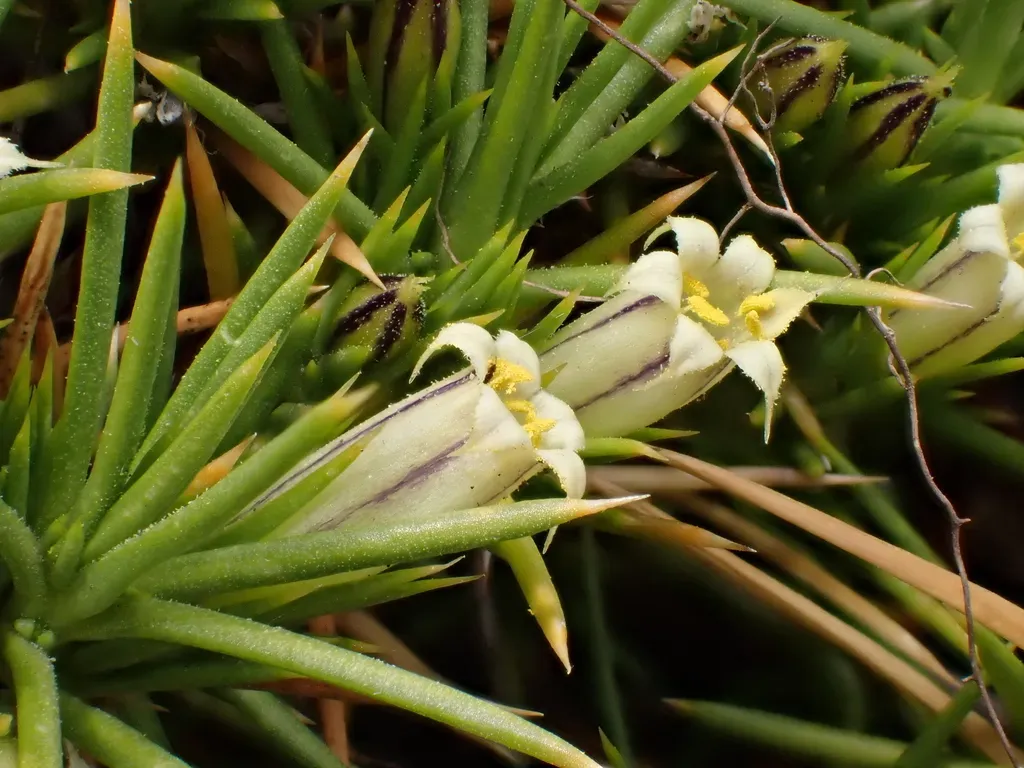 Pantacantha Ameghinoi