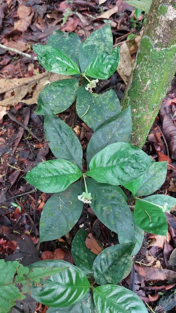 Carapichea Ipecacuanha