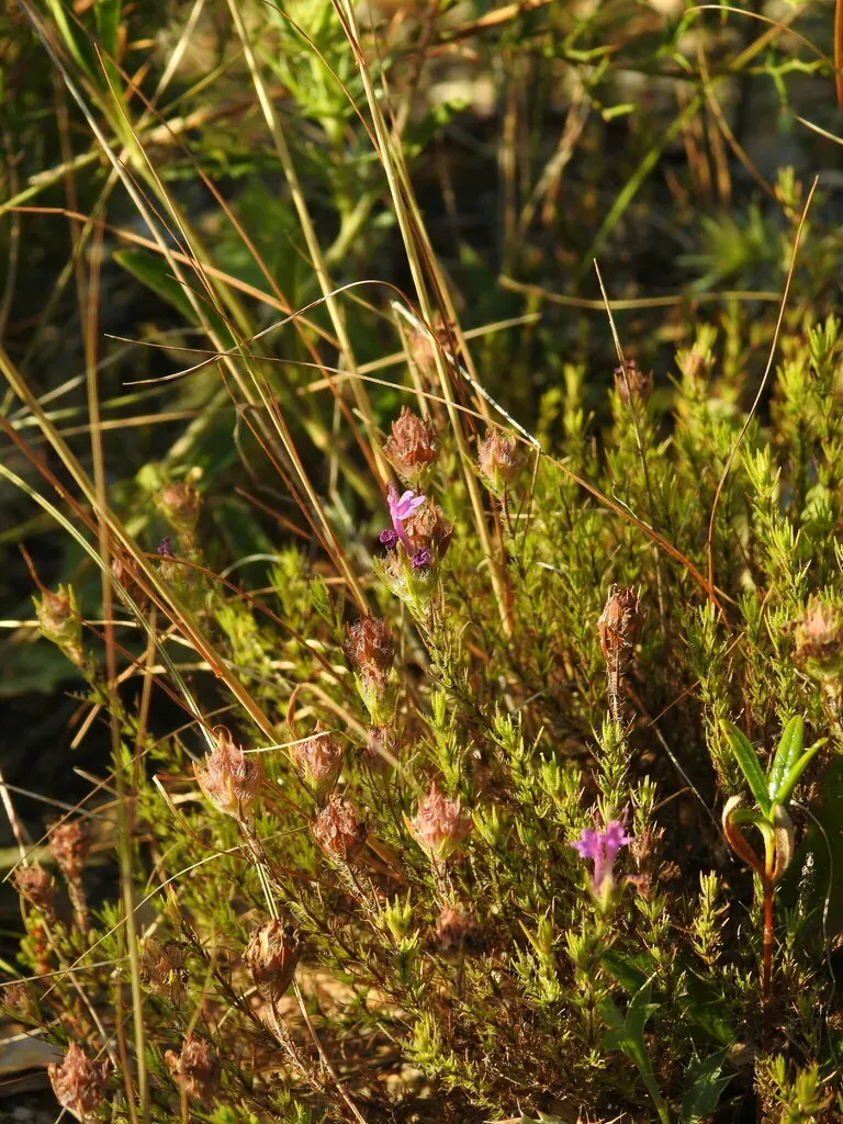 Thymus Villosus