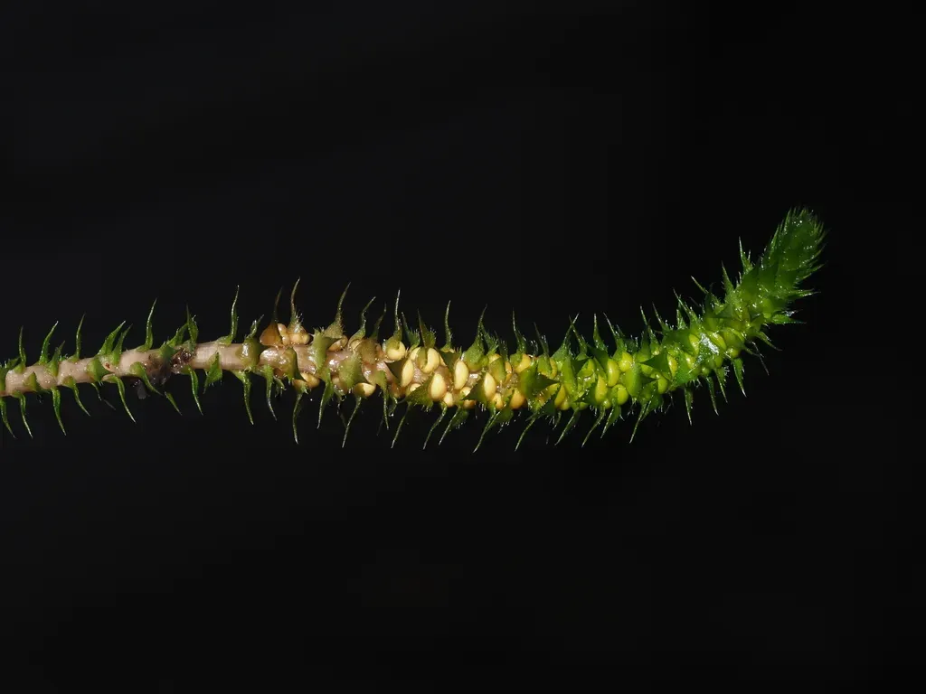 Deflexed Spikemoss