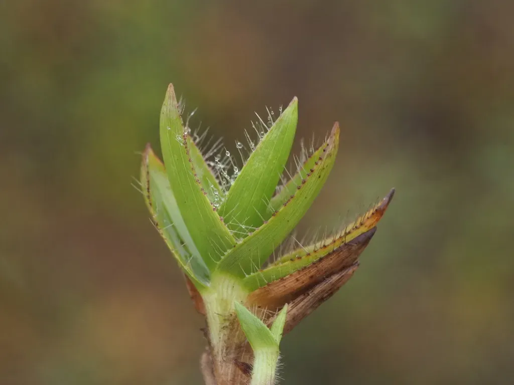 Maui Rosette Grass