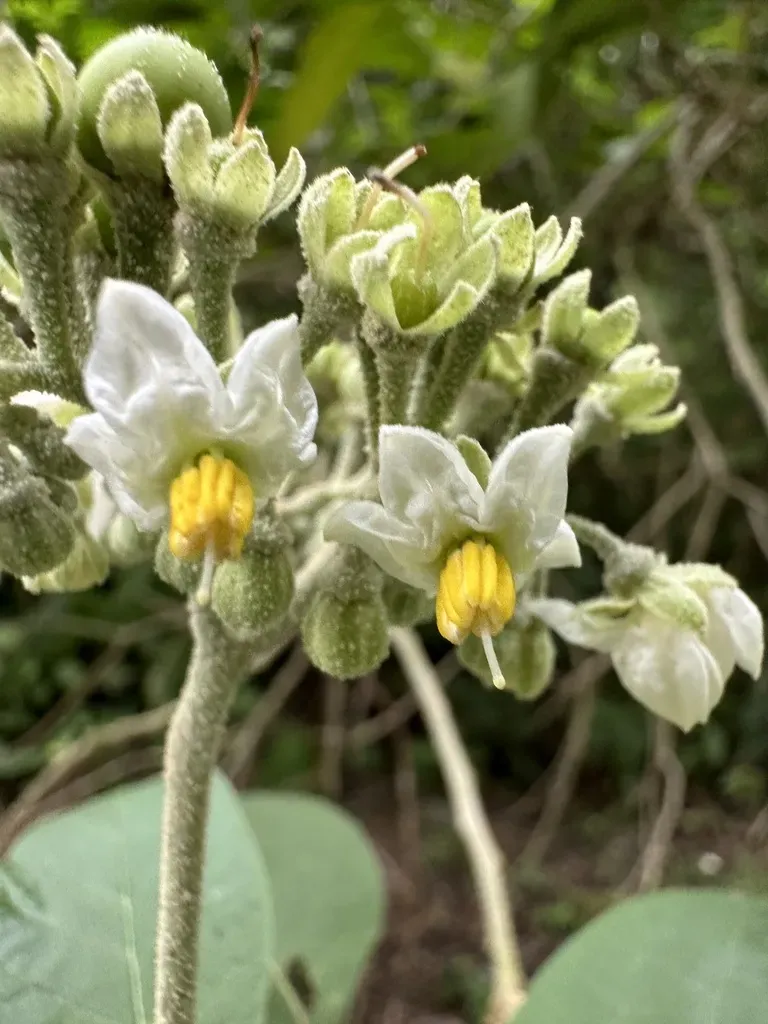 Solanum Hazenii