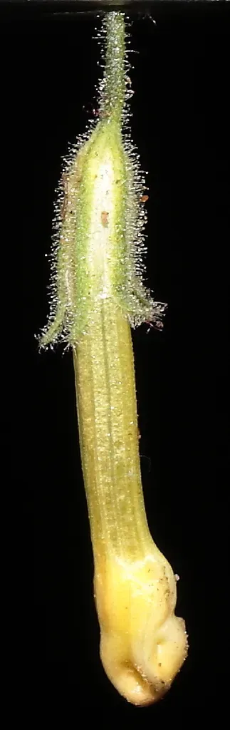 Leptoglossis Schwenckioides