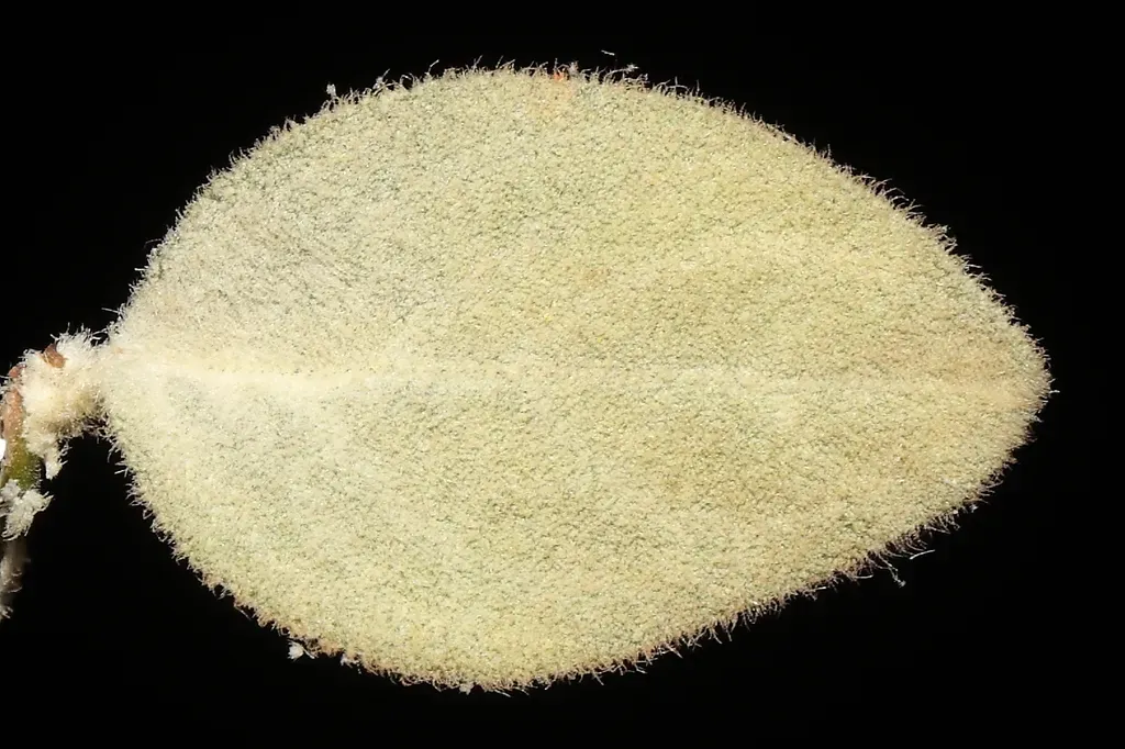 Alternanthera Albotomentosa