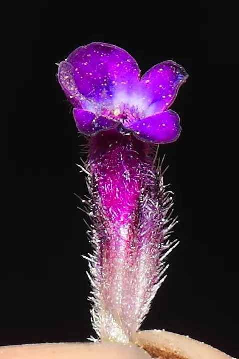 Junellia Fasciculata