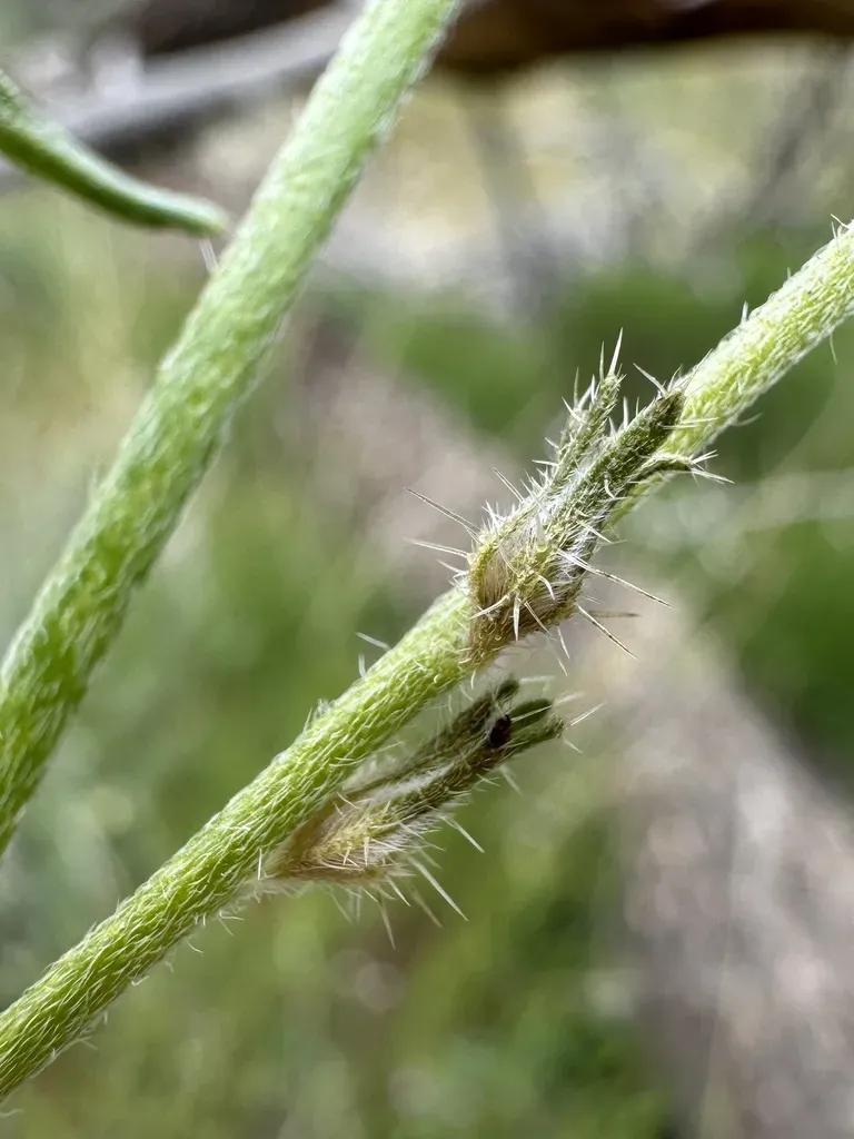 Rigid Cryptantha