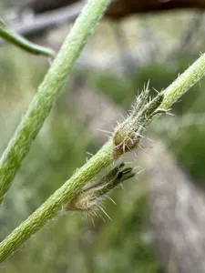 Rigid Cryptantha