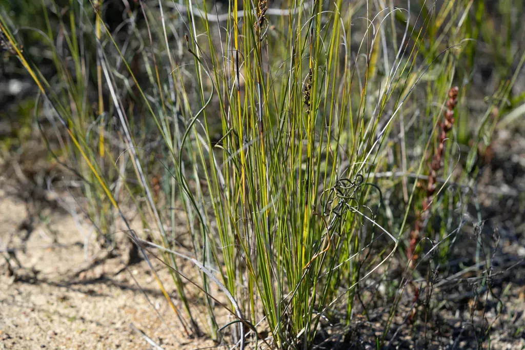 Gahnia Ancistrophylla