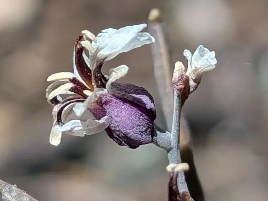 Tamalpais Jewelflower