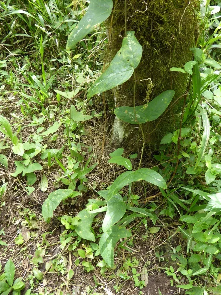 Colinvaux's Passion Flower