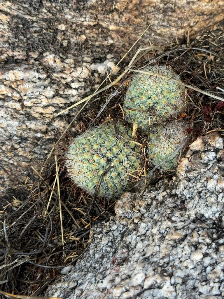 Green-flowered Pincushion Cactus
