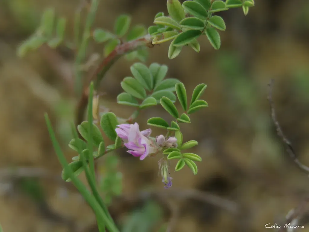 Indigofera Microcarpa
