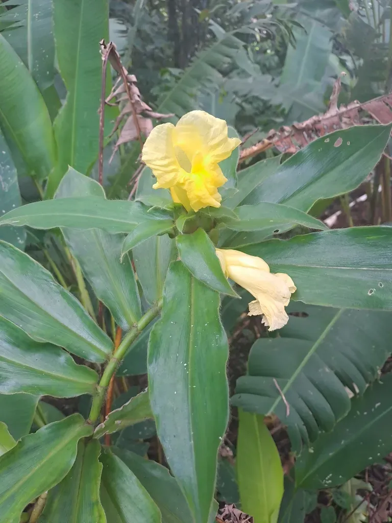 Costus Villosissimus