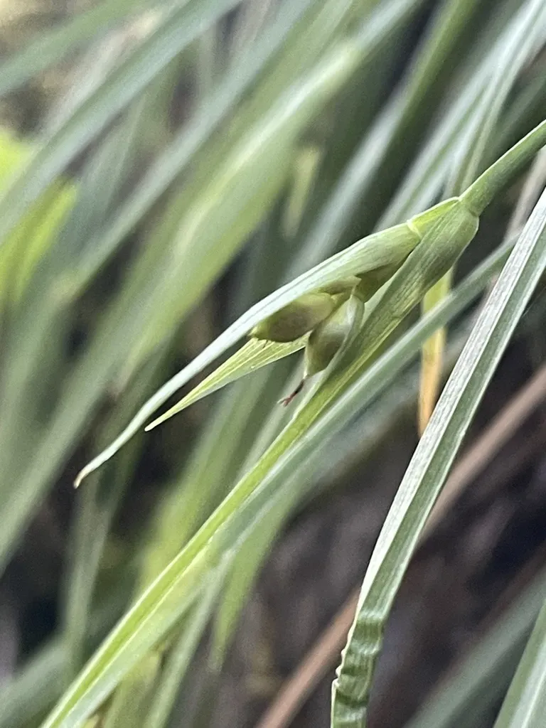 Cordilleran Sedge