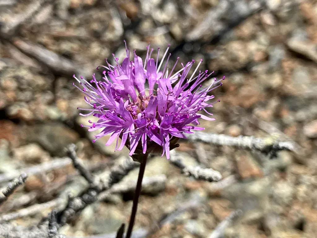 Serpentine Monardella