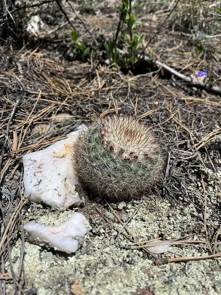 Mountain Cactus