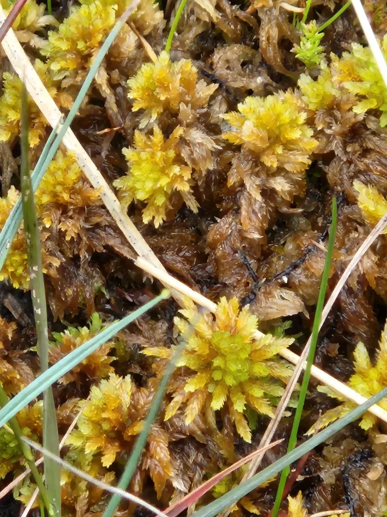 Lesser Cow-horn Bog-moss