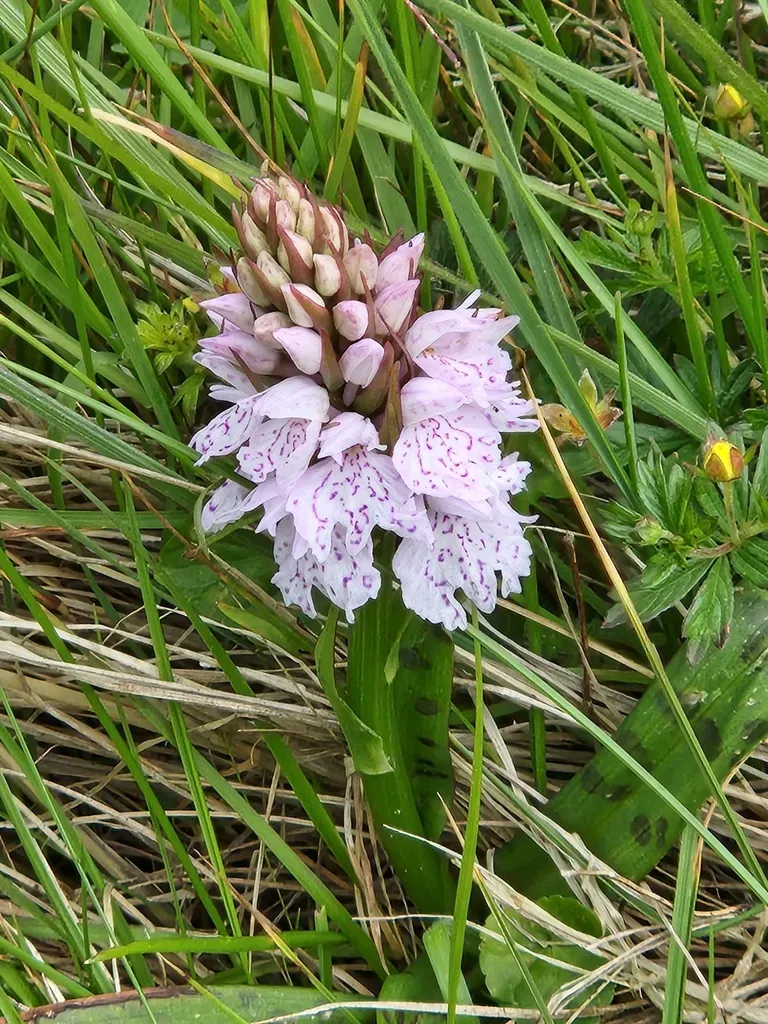 Heath Spotted-orchid