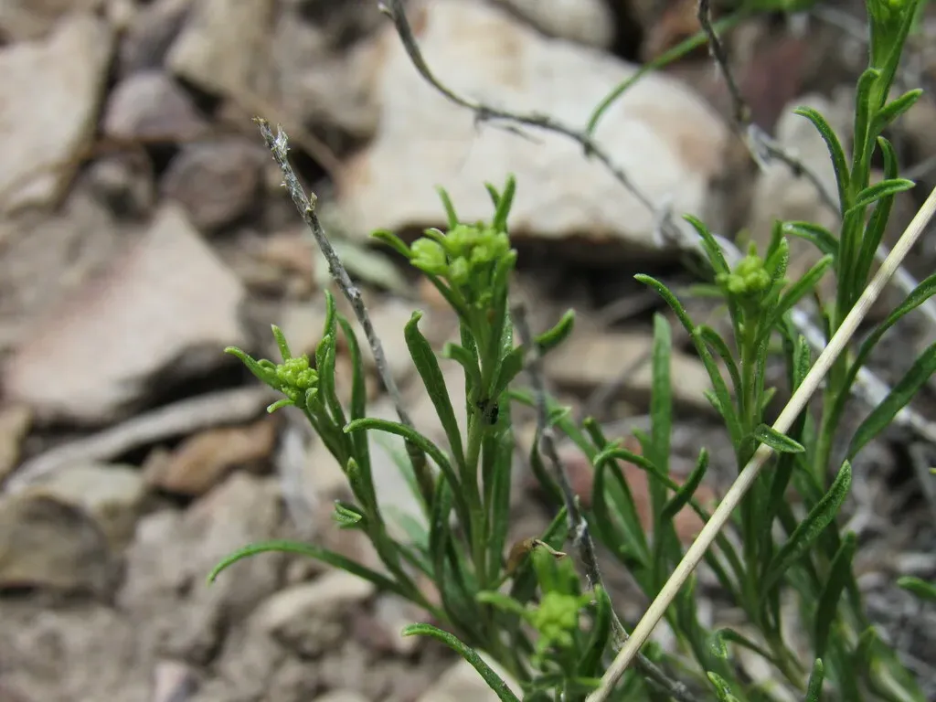 Vasey's Rabbitbrush