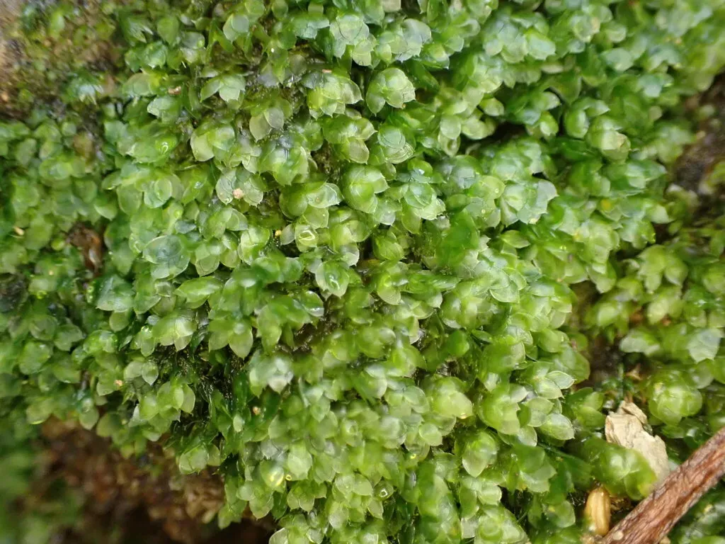 Calyptrochaeta Apiculata