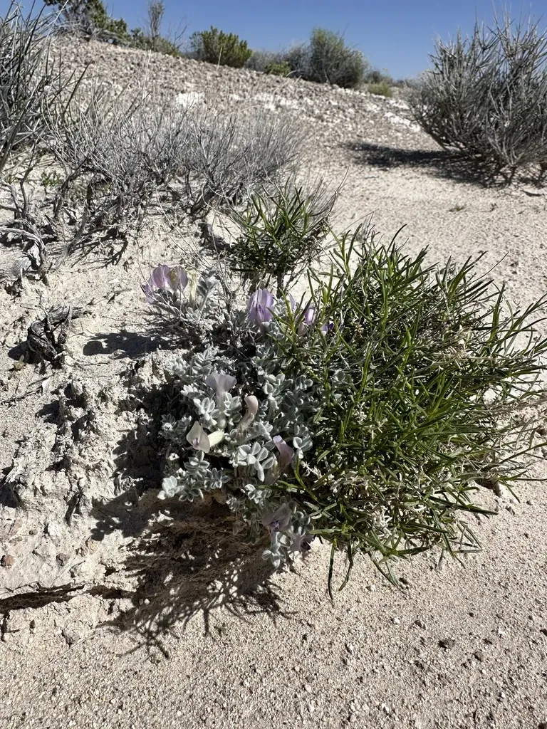 Ash Meadows Milkvetch