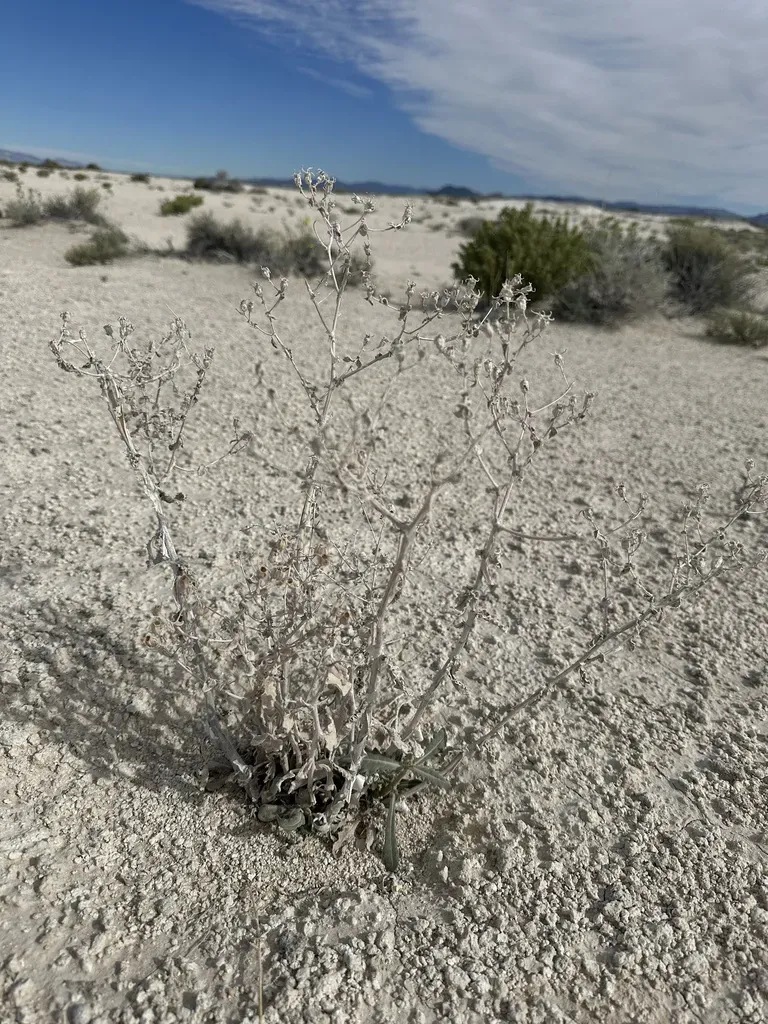 Ash Meadows Blazing Star