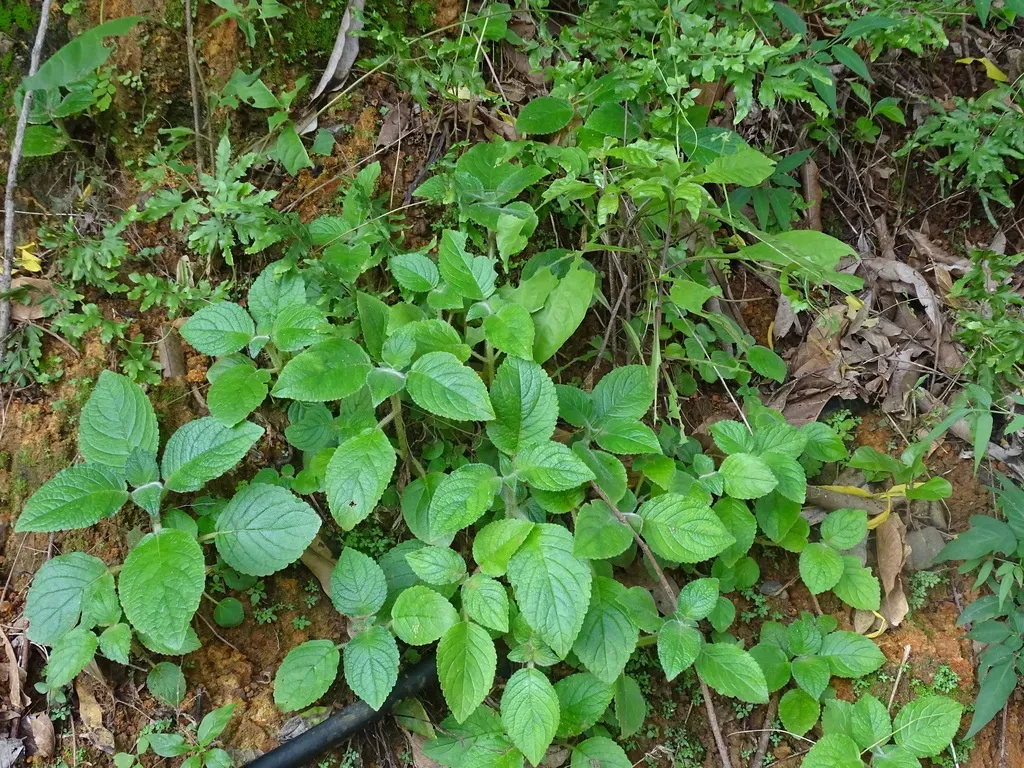 Chrysothemis Panamensis