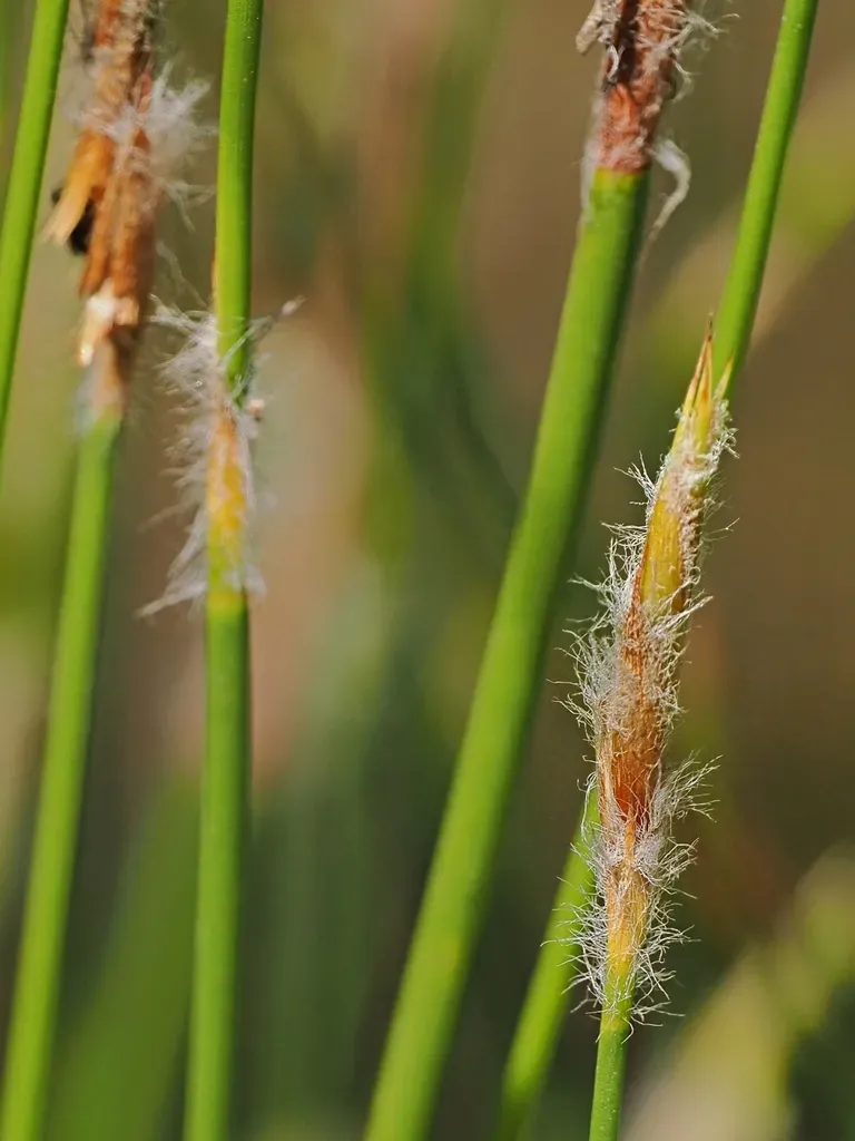 Dapsilanthus Spathaceus