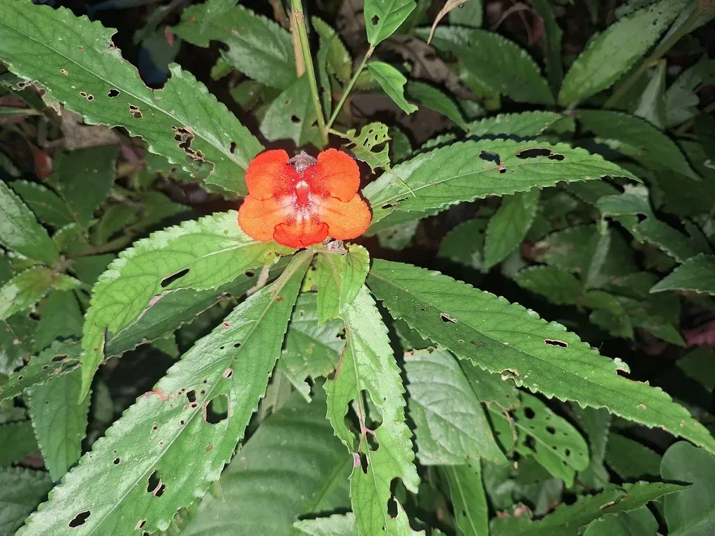 Nautilocalyx Erytranthus