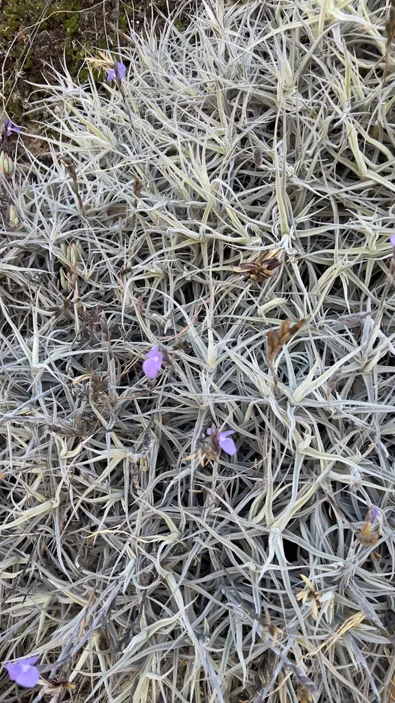 Tillandsia Paleacea