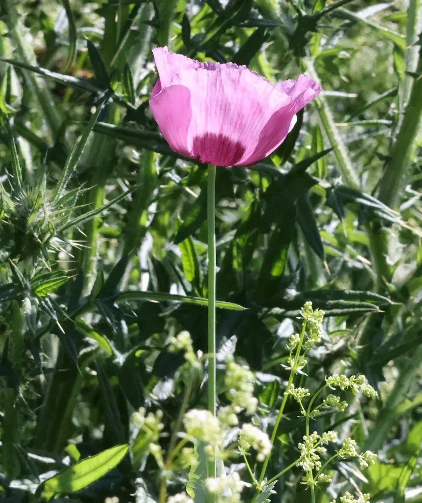 Opium Poppy
