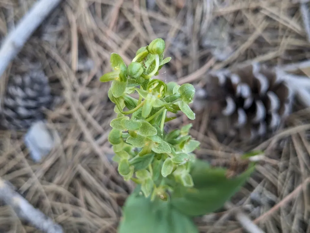 Holmboe's Platanthera