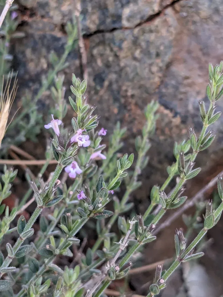 Micromeria Chionistrae