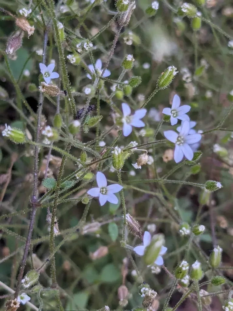 Arenaria Pamphylica