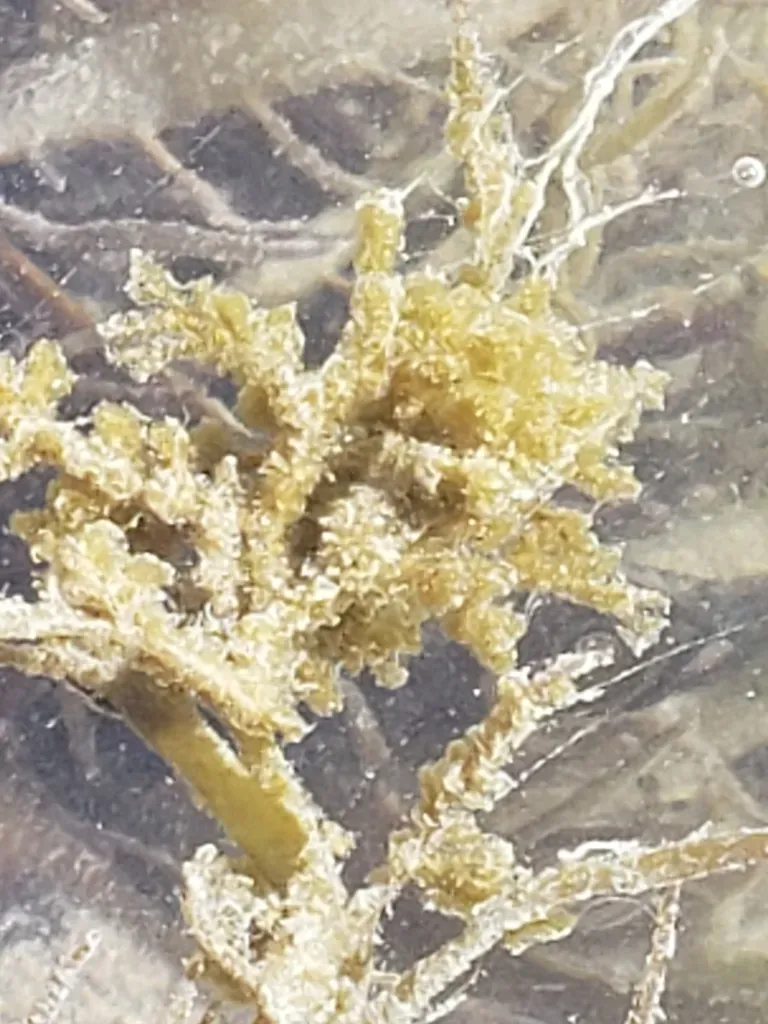 Hairy Seaweed
