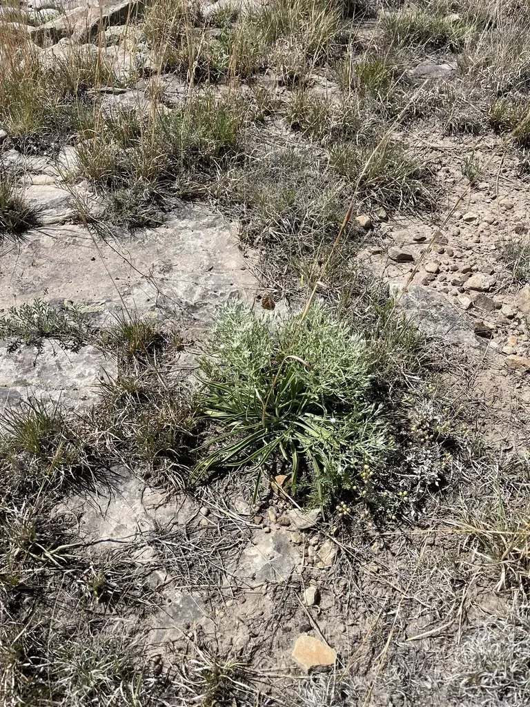 Colorado Green Gentian