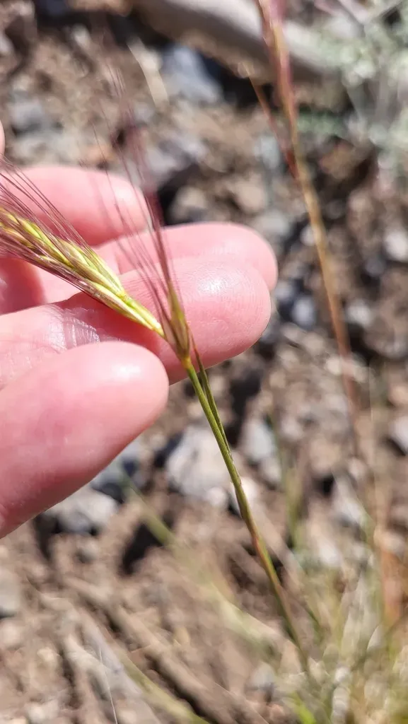 Bottlebrush Squirreltail