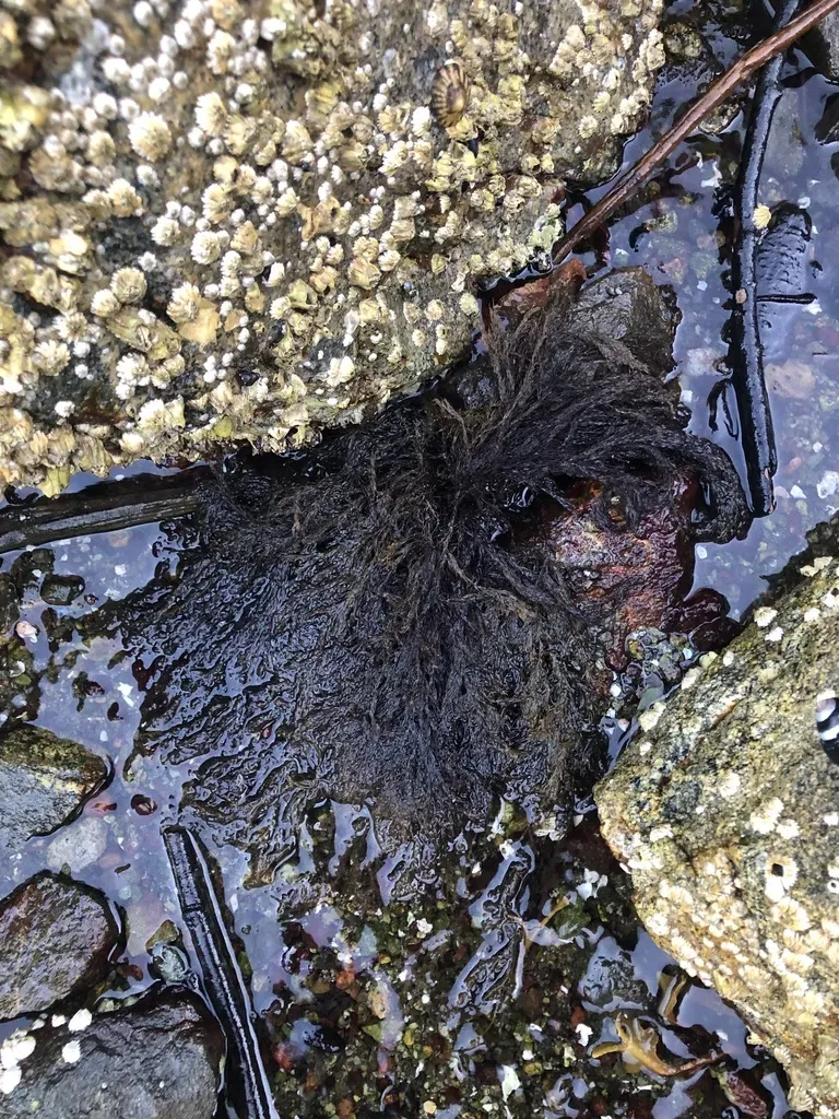 Neorhodomela Oregona