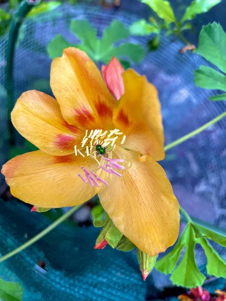 Santa Rita Mountain Yellowshow