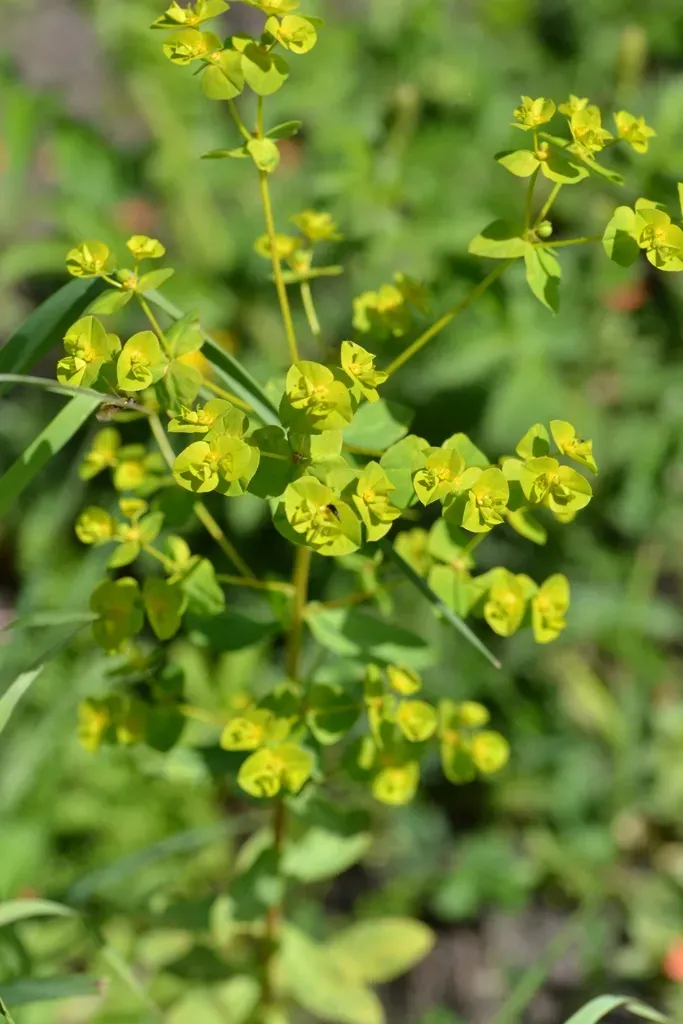Broad-leaved Spurge