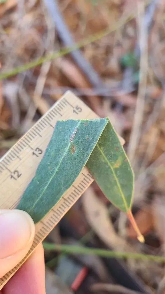 Eucalyptus Sparsifolia