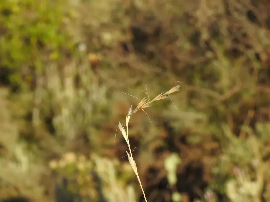 Helictochloa Gervaisii